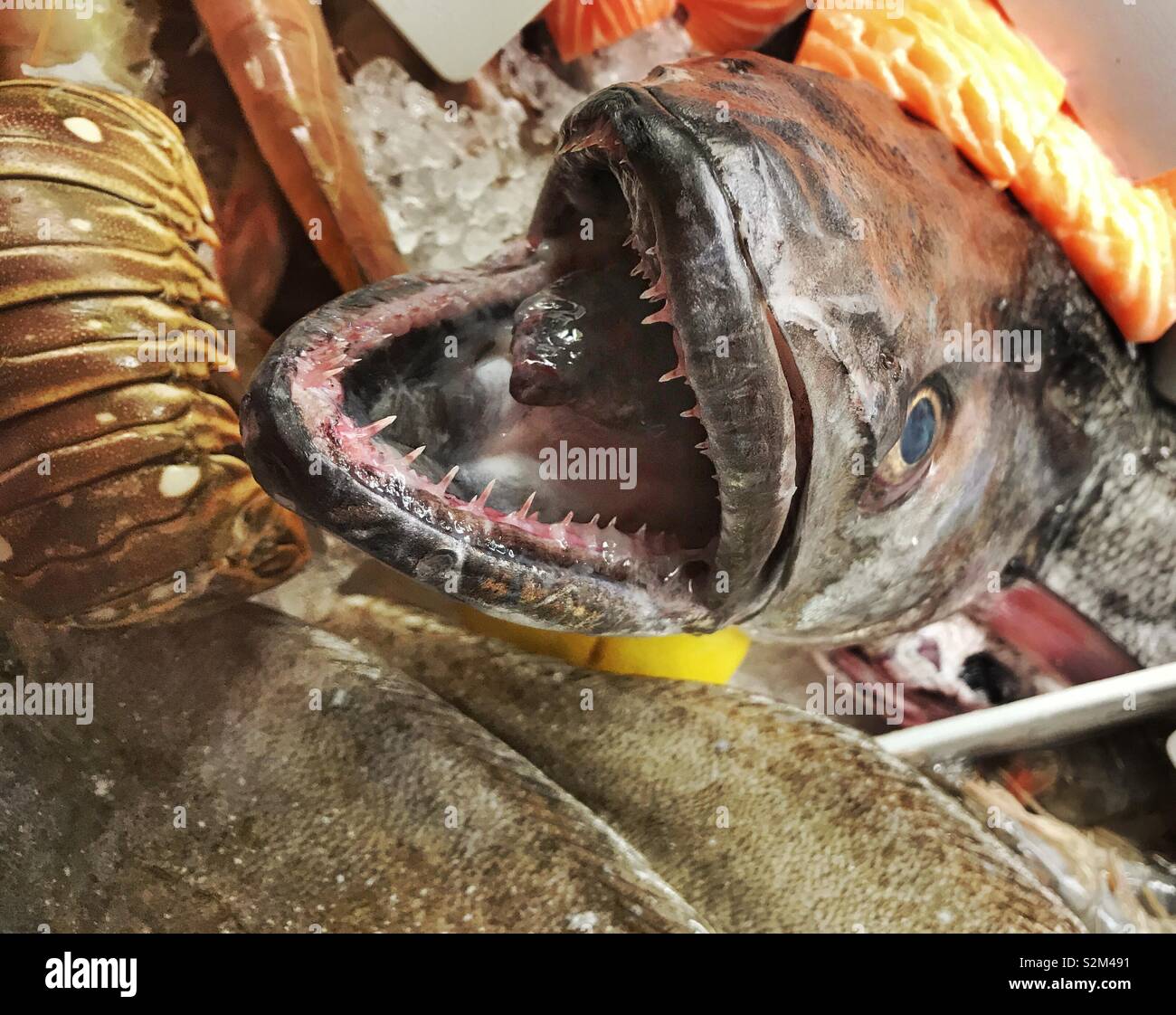 Grand poisson frais avec des dents pointues sur l'affichage dans une poissonnerie Banque D'Images