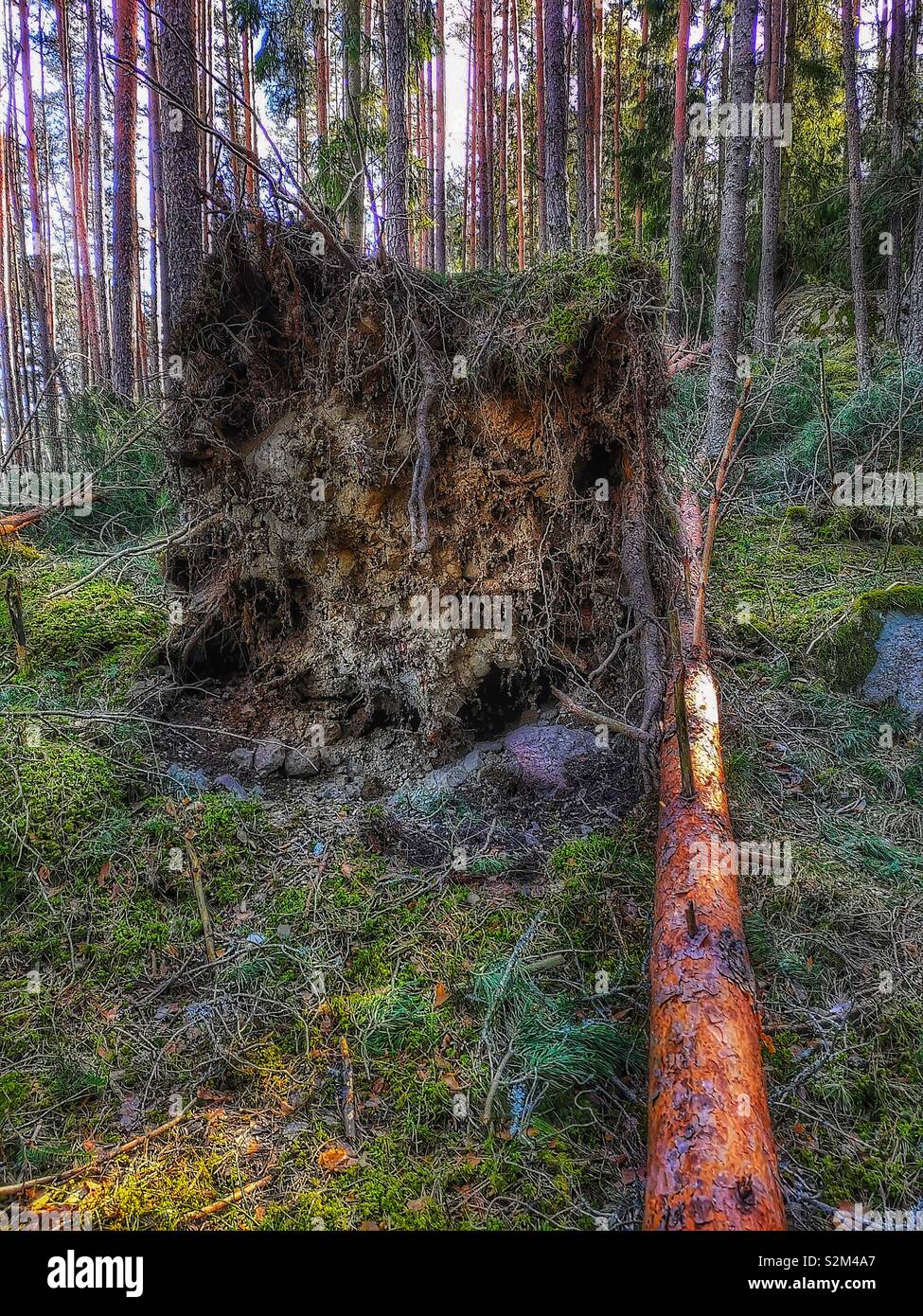 Arbre déraciné profondément dans la forêt, la Suède, Scandinavie Banque D'Images