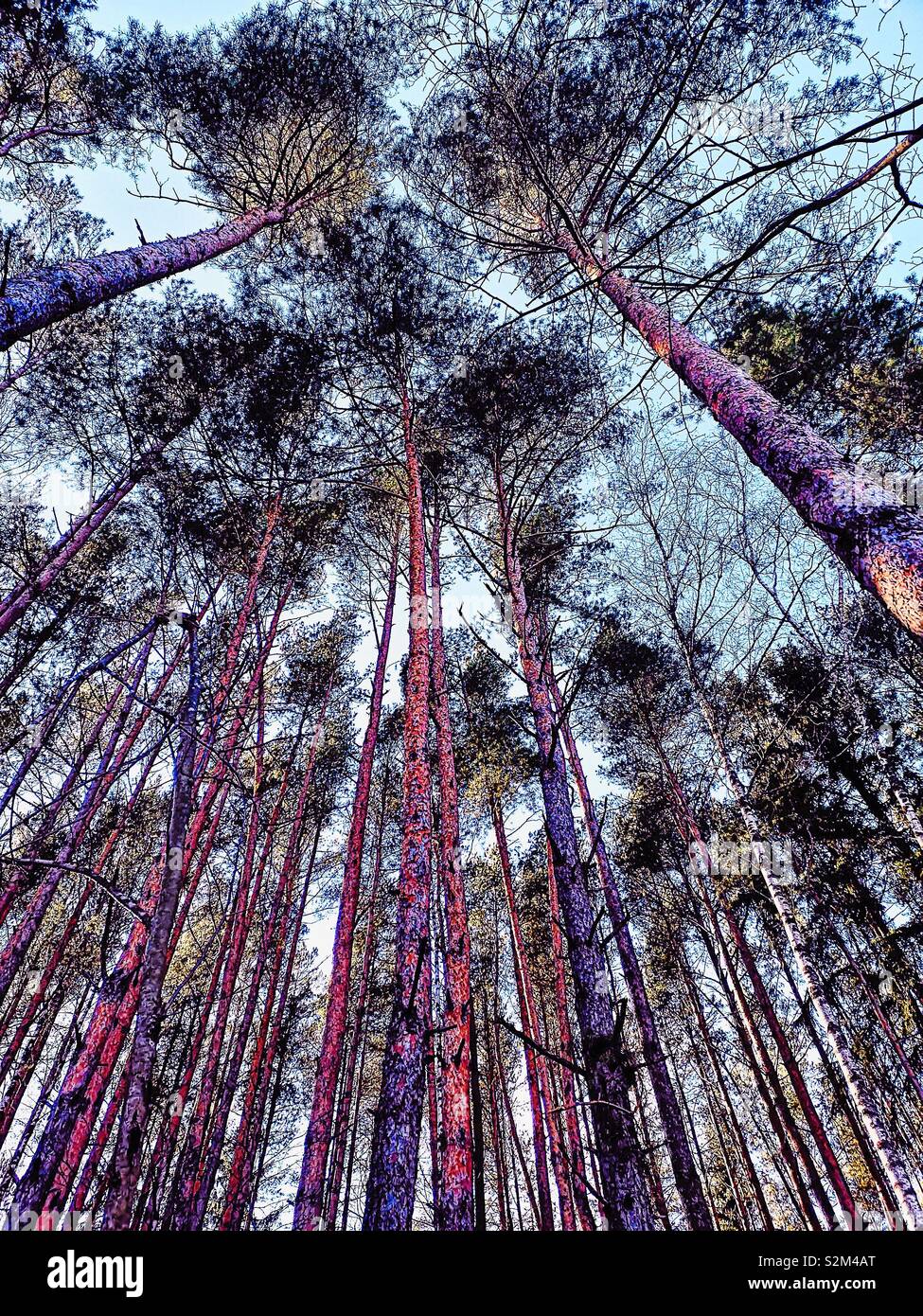 Low angle view of tall trees in forest, Suède, Scandinavie - Image de stock capturée avec un smartphone