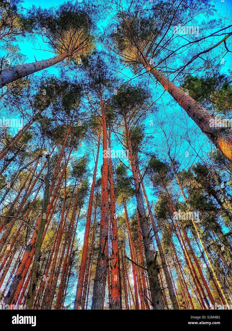 Low angle view of tall trees against blue sky, Sweden, Scandinavie - Image de stock capturée avec un smartphone