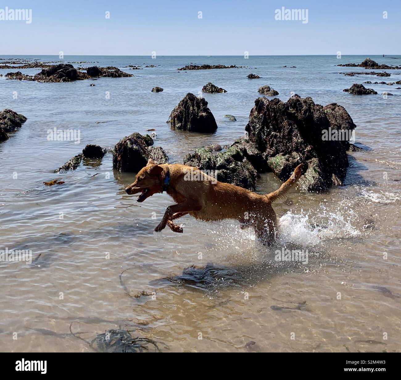 Labrador qui court Banque de photographies et d’images à haute ...