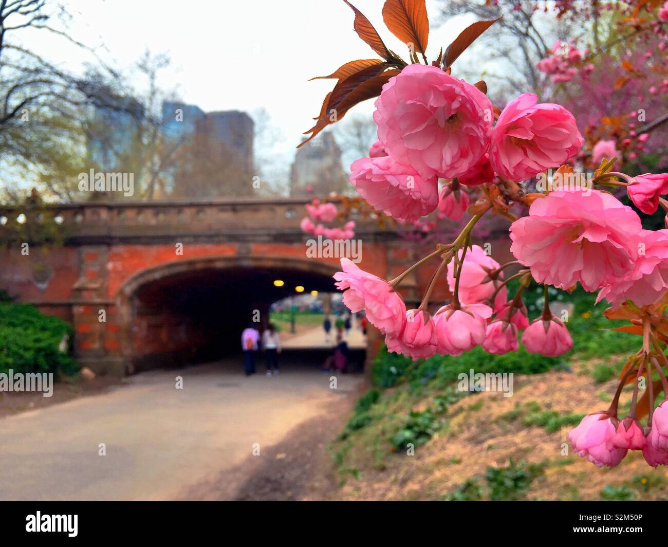 Taureau appréciant les cerisiers en fleurs près de driprock arch dans Central Park, NYC, USA Banque D'Images