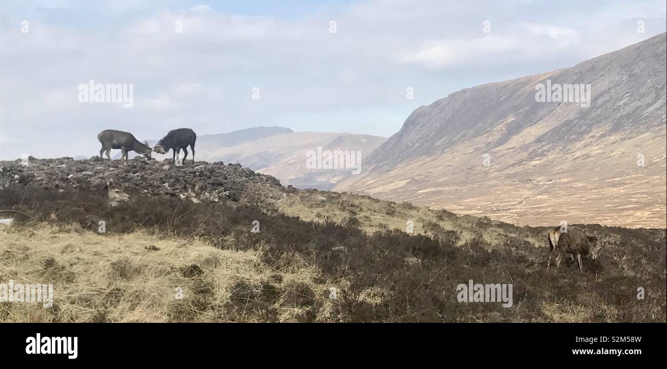 Scottish Highlands - Image de stock capturée avec un smartphone