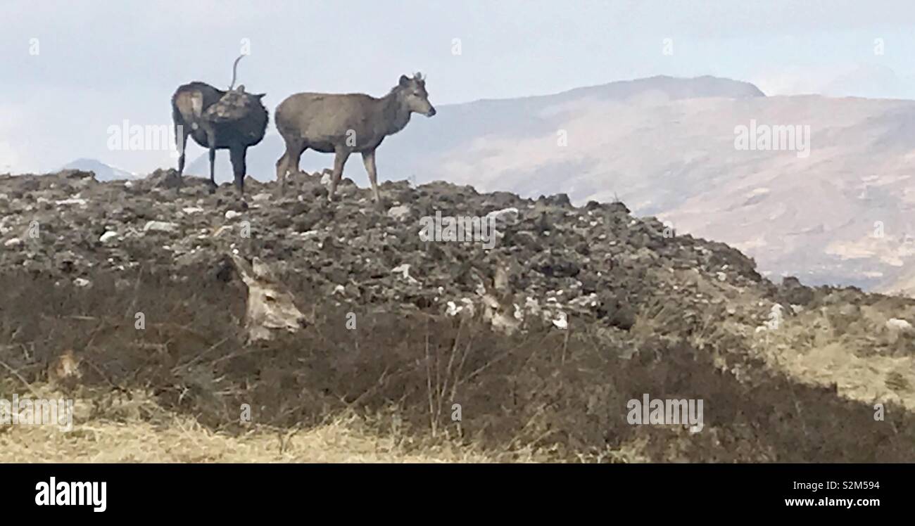 Chevreuil dans les highlands écossais - Image de stock capturée avec un smartphone