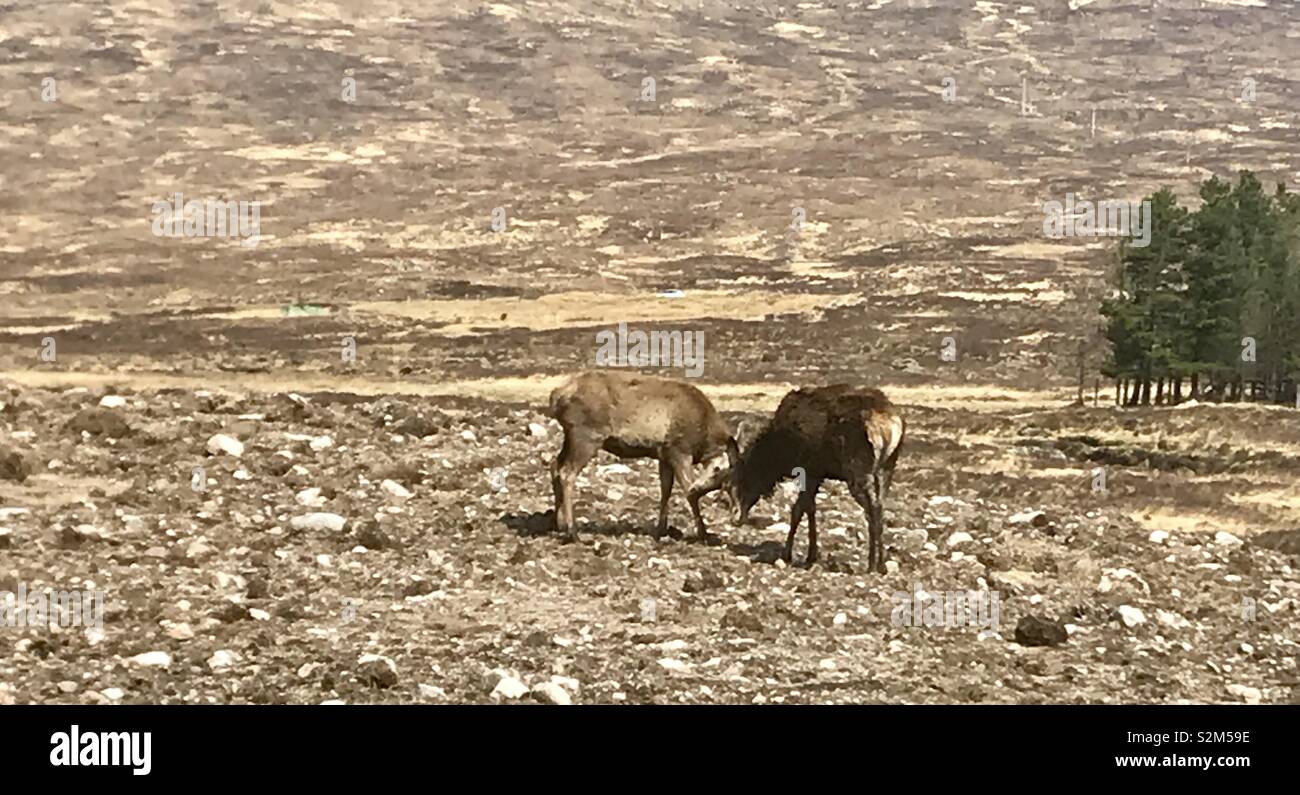 Chevreuil dans les highlands écossais - Image de stock capturée avec un smartphone