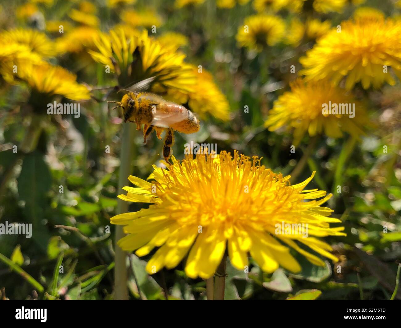 Couvert d'abeilles en vol de pollen en tenant une fleur sauvage pissenlit Banque D'Images