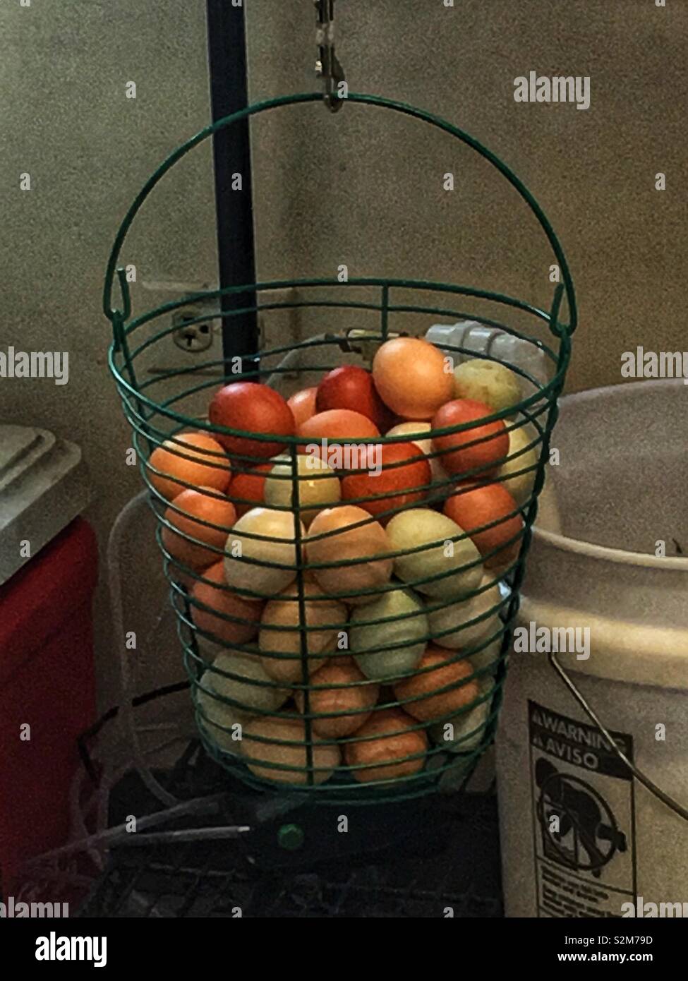 Corbeille en fil plein de élevé à l'herbe oeufs frais de la ferme dans une variété de couleurs naturelles. Banque D'Images