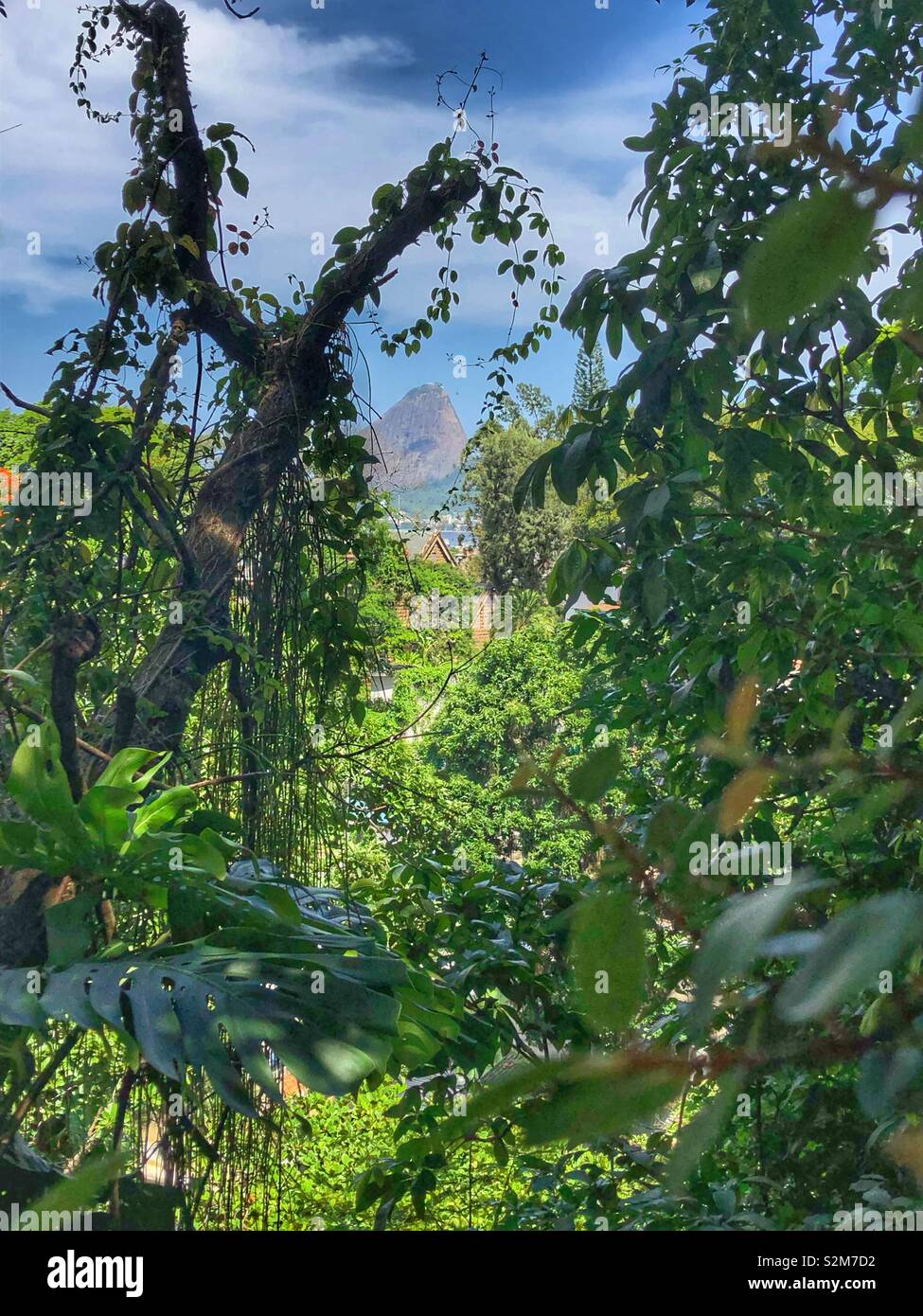 Un aperçu de Sugarloaf Mountain à travers les arbres de Santa Teresa, un quartier de Rio de Janeiro, Brésil. Banque D'Images