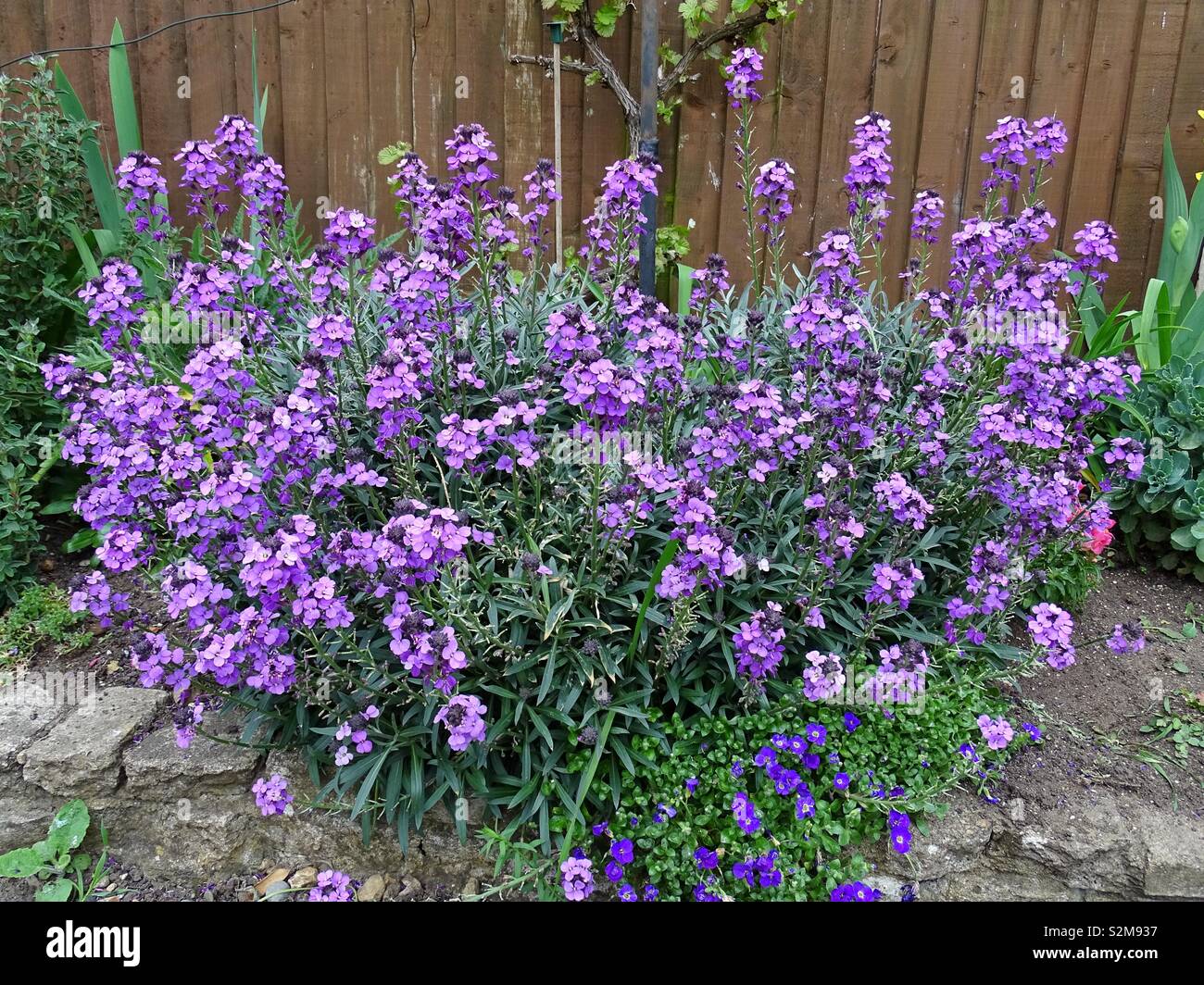 Mur violet fleurs Banque D'Images