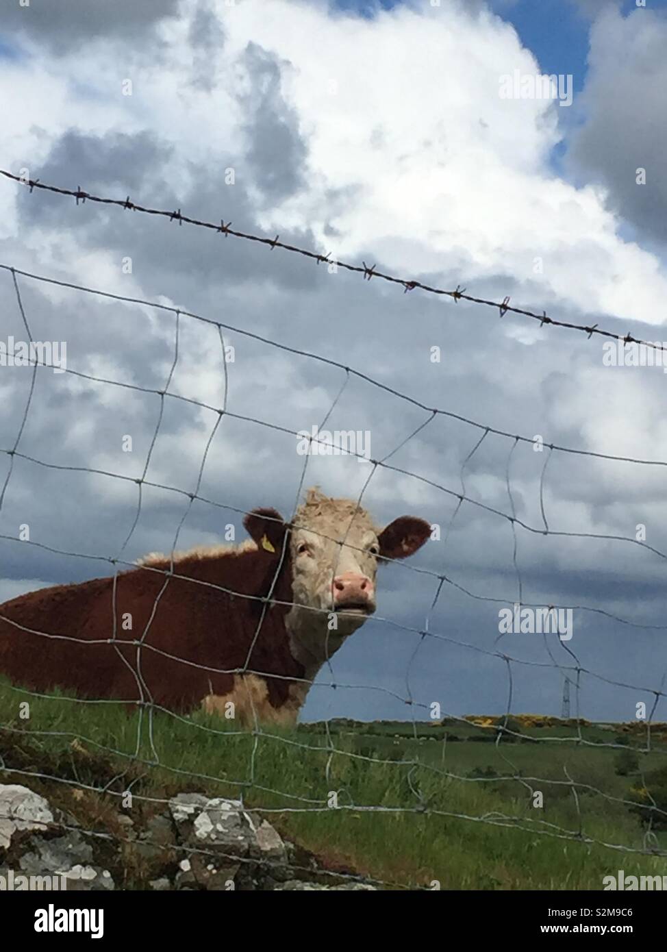 La contemplation : un taureau est assis sous un ciel dramatique - Image de stock capturée avec un smartphone