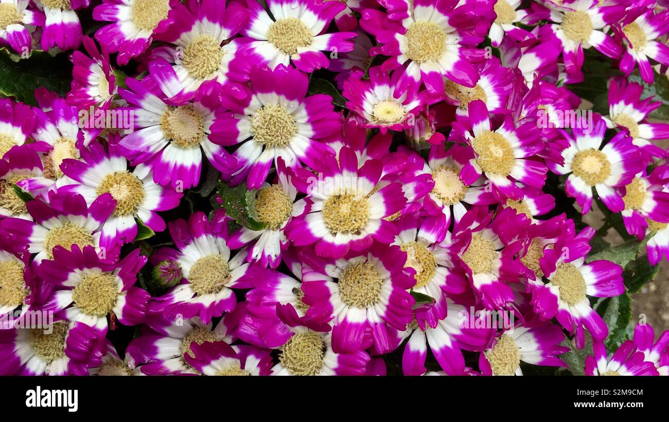 Fleurs roses - Image de stock capturée avec un smartphone