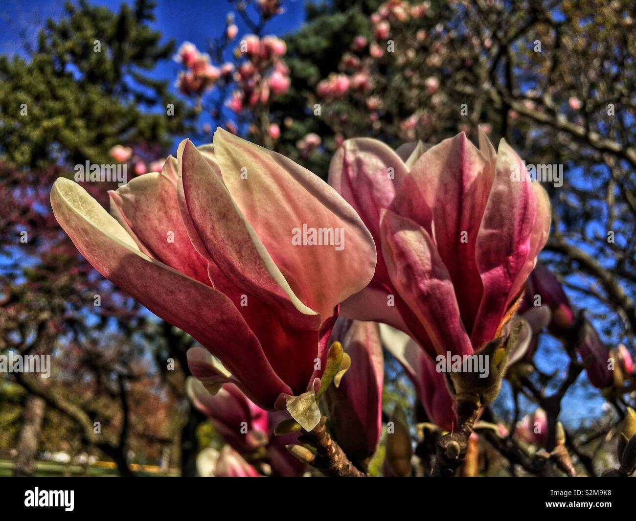 Voyante énorme belle fleur de Magnolia rose et blanc. - Image de stock capturée avec un smartphone