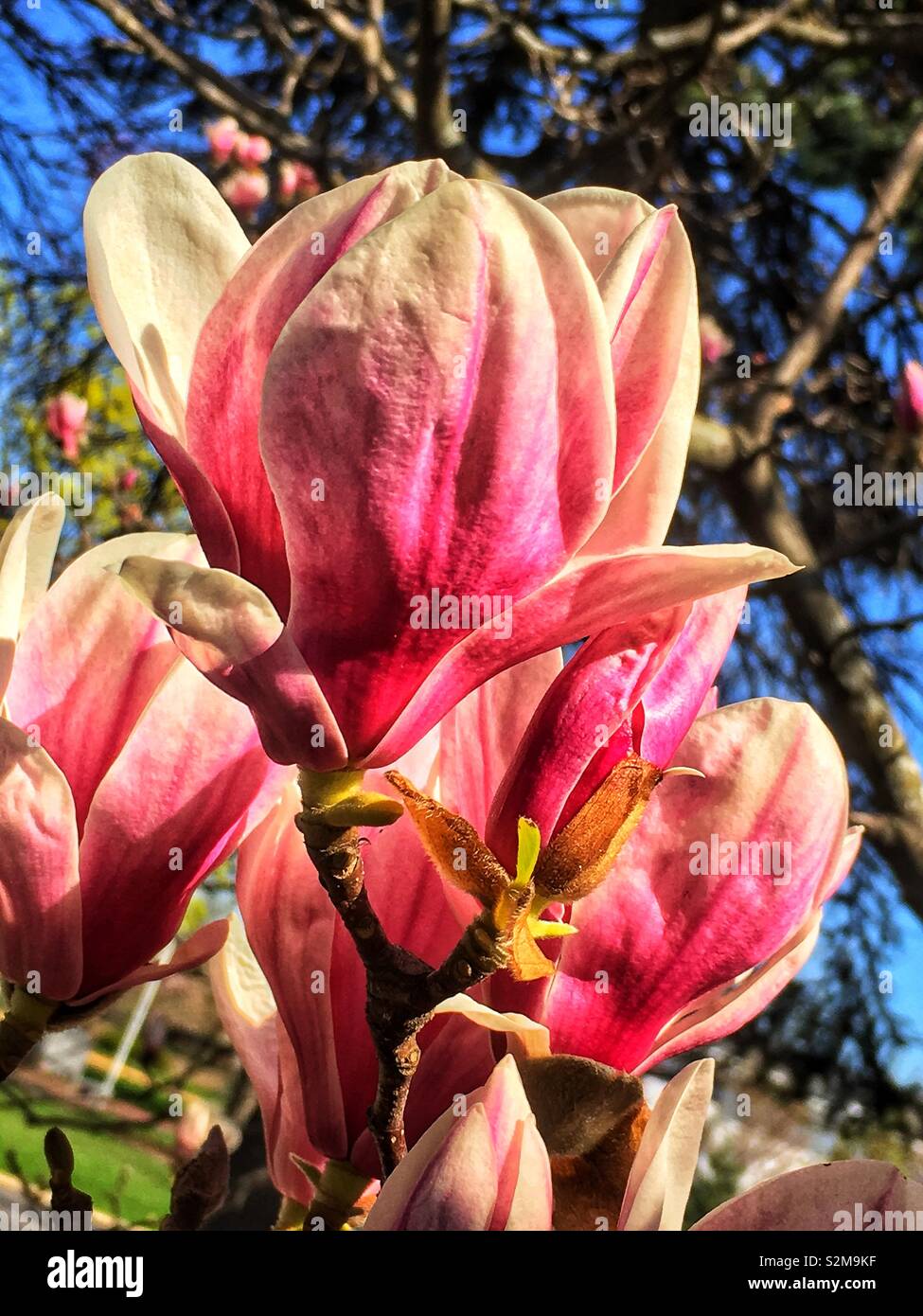 Voyante énorme belle fleur de Magnolia rose et blanc sur une journée de printemps ensoleillée. - Image de stock capturée avec un smartphone