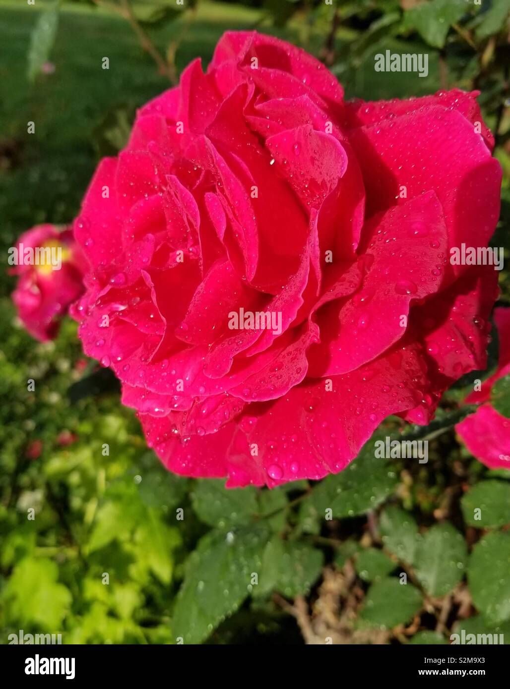 Immense et magnifique Rose Rouge créé par Dieu avec des gouttelettes d'eau de pluie Banque D'Images