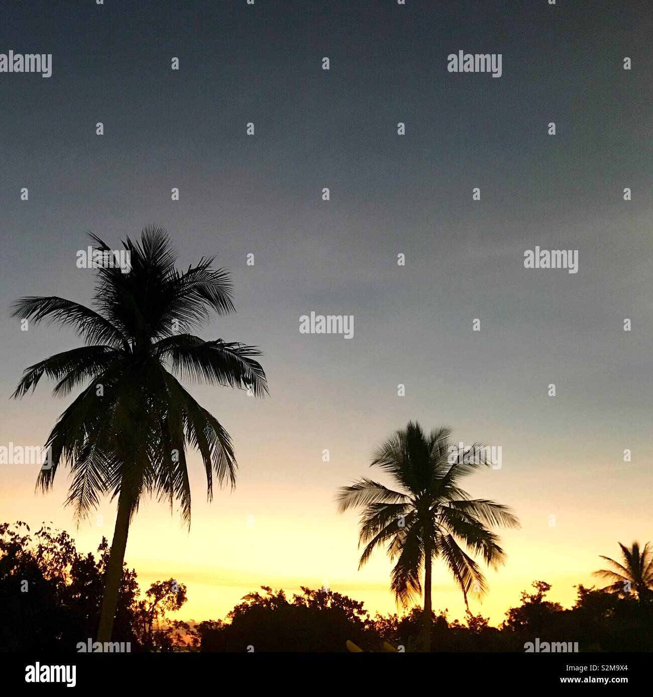 Palm tree sunset Banque D'Images