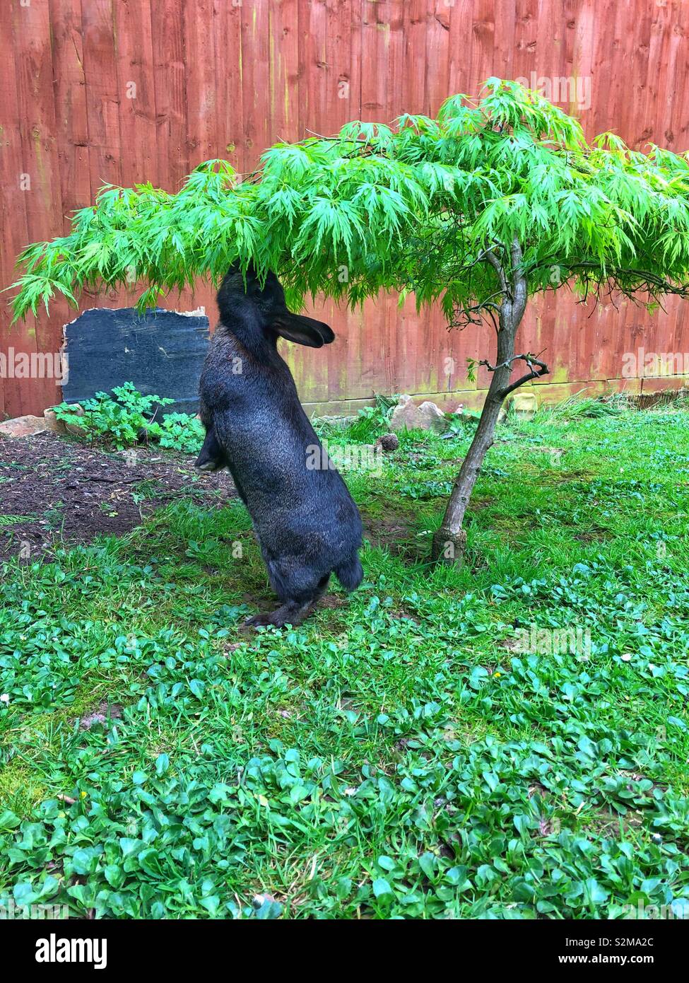 Un animal de compagnie lapin debout pour se nourrir de feuilles fraîches d'une arborescence d'Acer. Banque D'Images