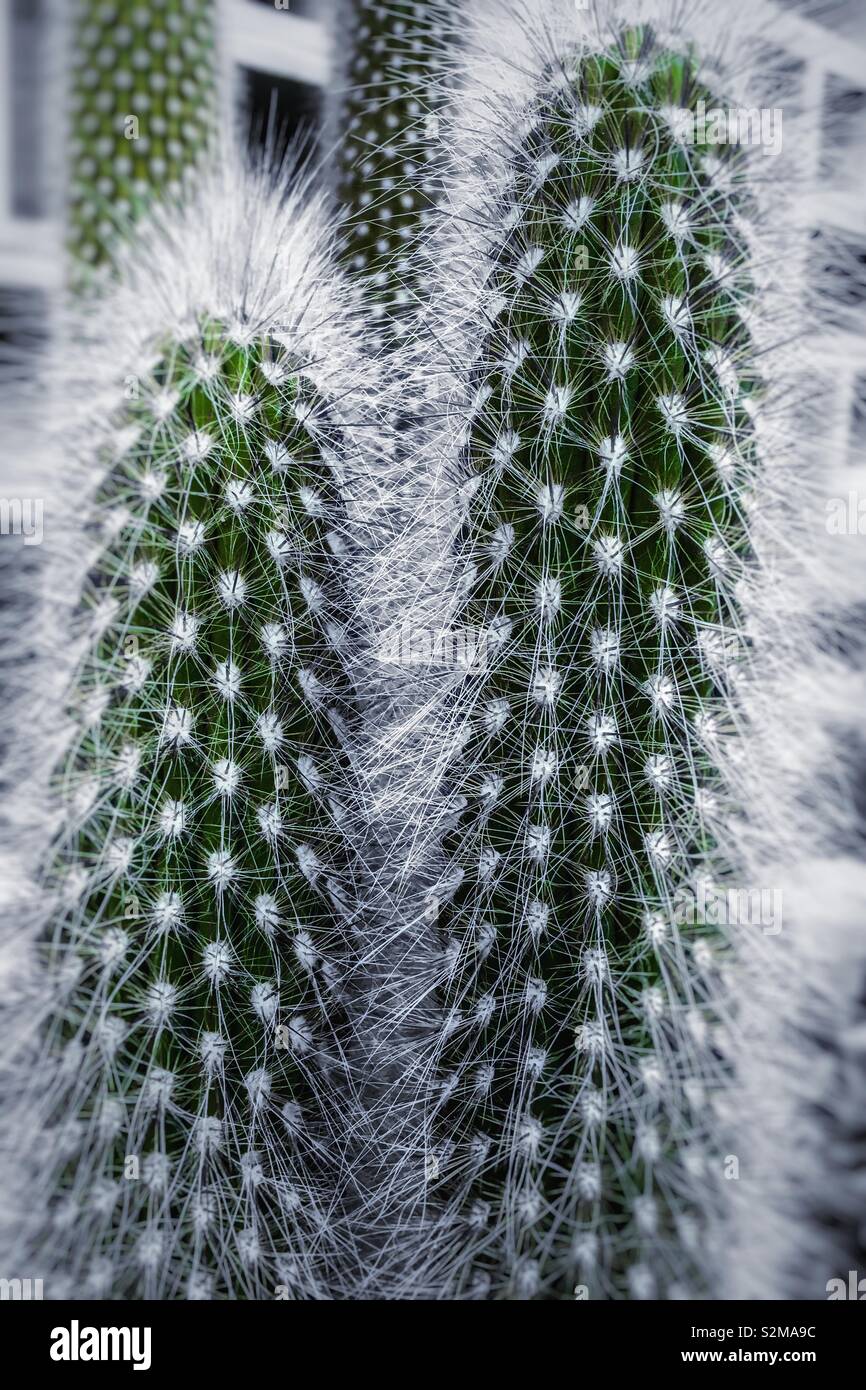 Modèle Cactus. Cactus est une plante du sud avec des tiges épaisses et aiguillons au lieu de feuilles. Banque D'Images