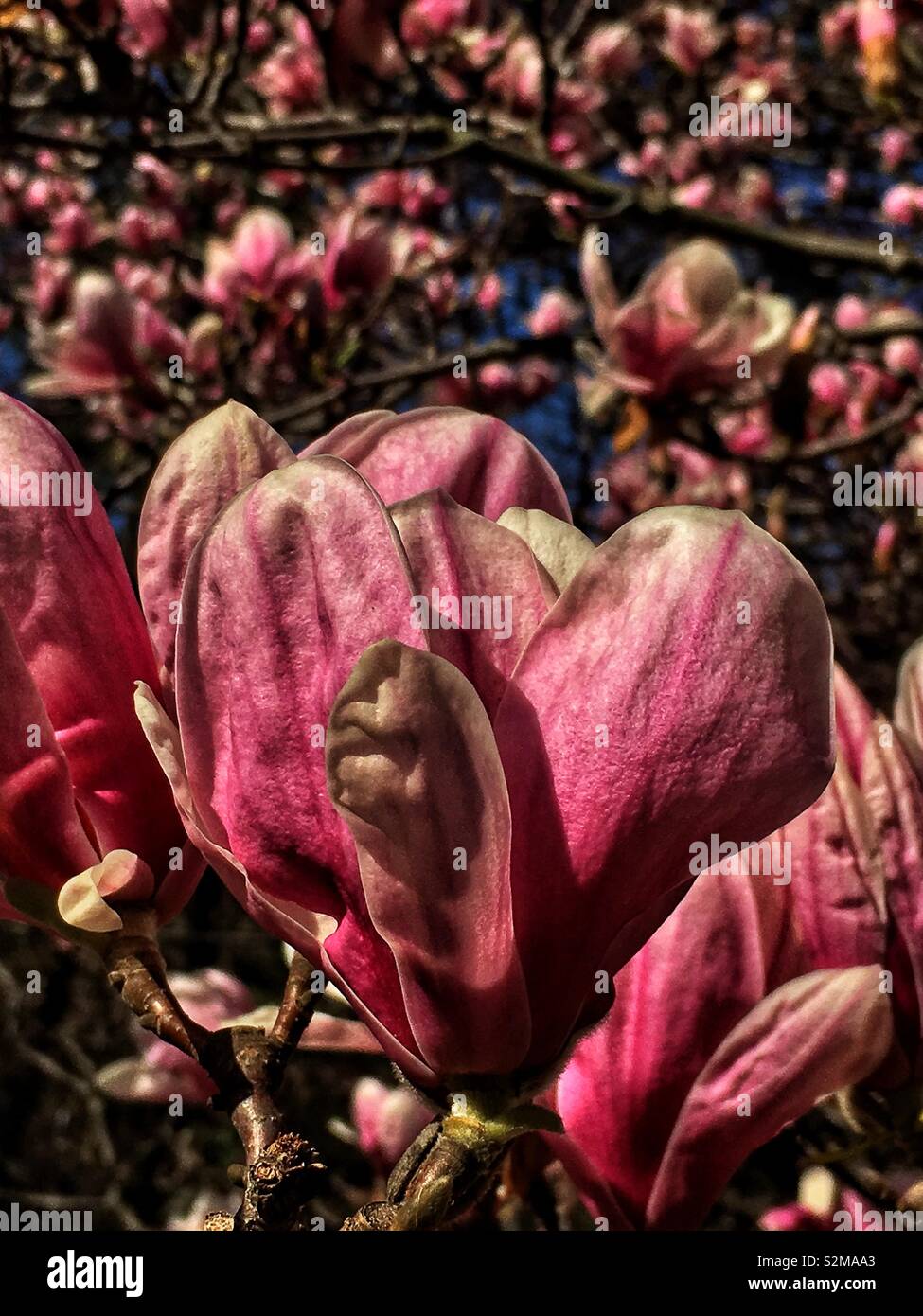 Voyante énorme belle fleur de Magnolia rose et blanc sur une journée de printemps ensoleillée. - Image de stock capturée avec un smartphone