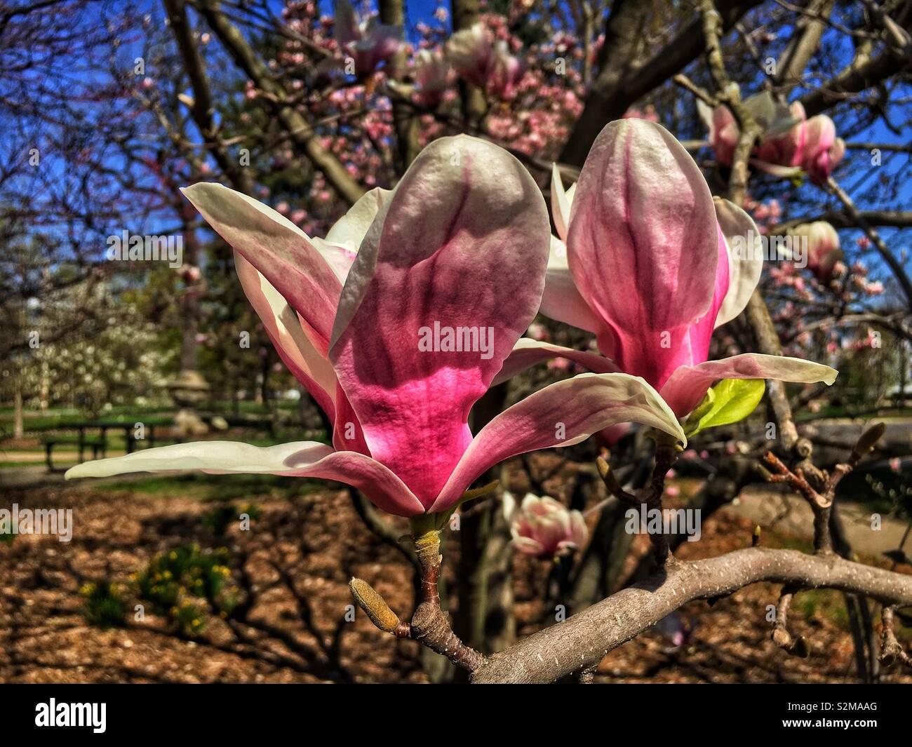 Voyante énorme belle fleur de Magnolia rose et blanc sur une journée de printemps ensoleillée. - Image de stock capturée avec un smartphone