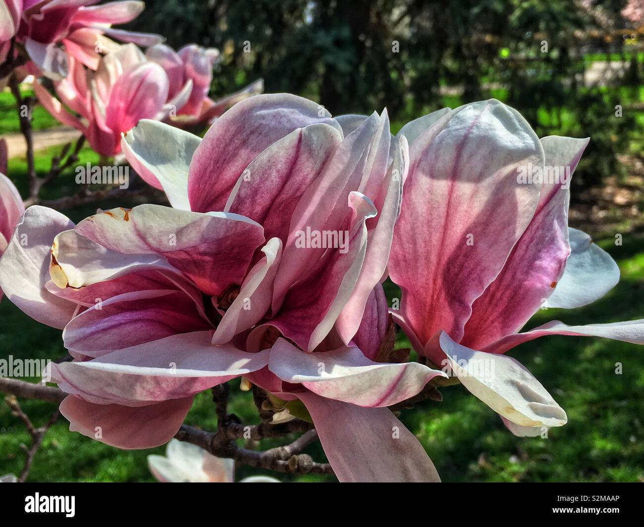 Voyante énorme belle fleur de Magnolia rose et blanc sur une journée de printemps ensoleillée comme un signe du printemps. - Image de stock capturée avec un smartphone