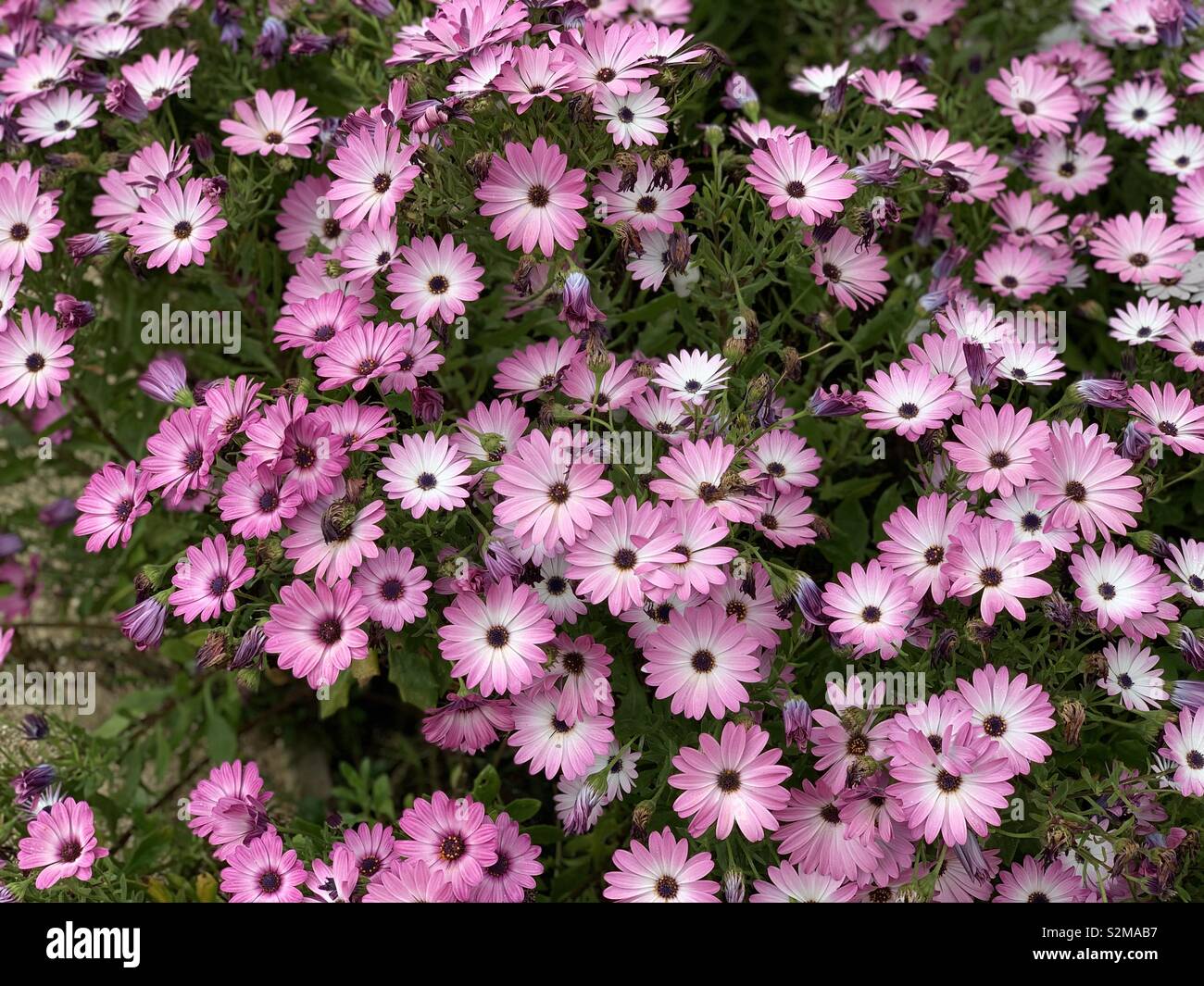 Marguerite du cap, fleurs, jardin mediterrané - Image de stock capturée avec un smartphone