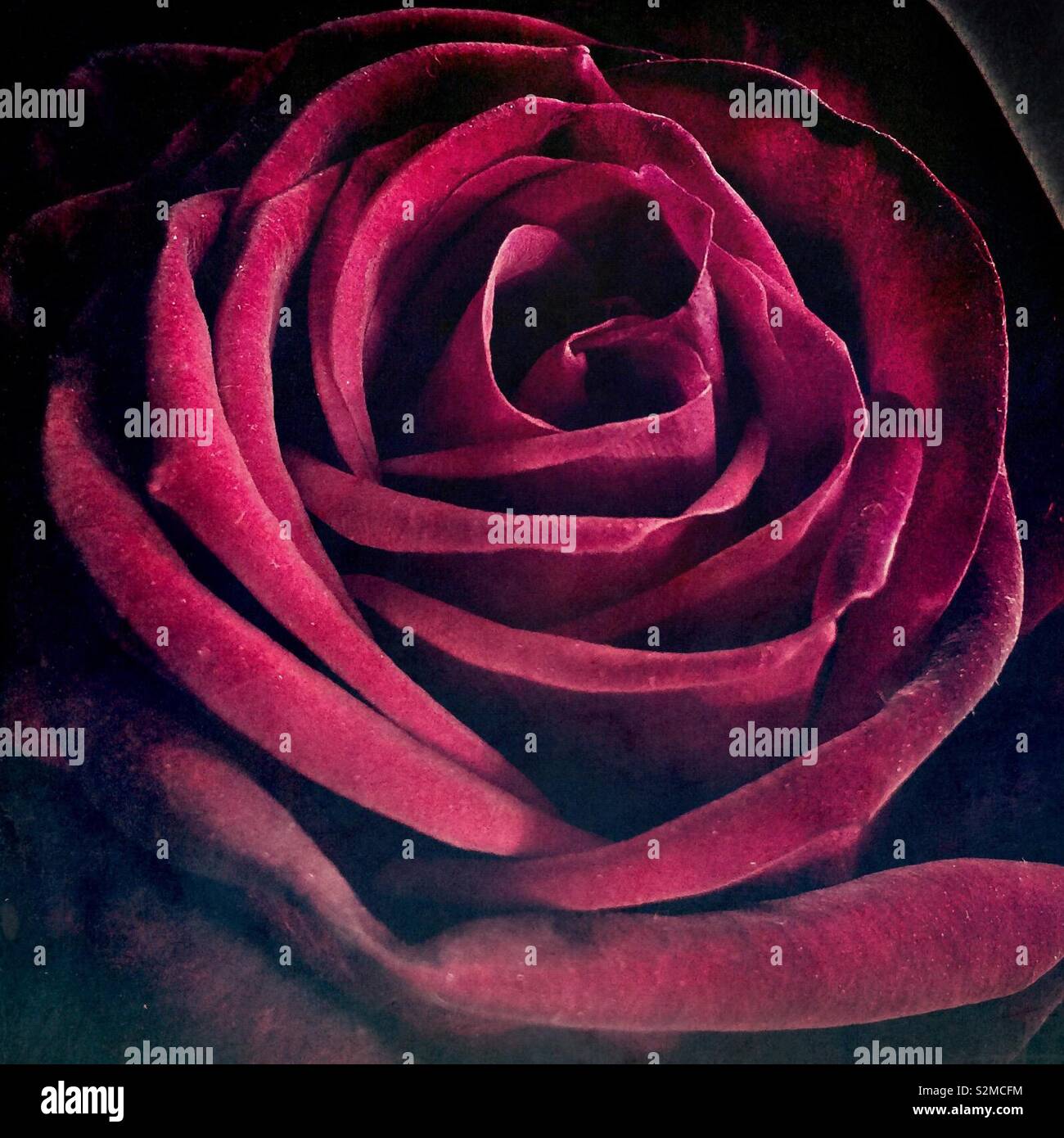 Gros plan d'une rose rouge profond - Image de stock capturée avec un smartphone