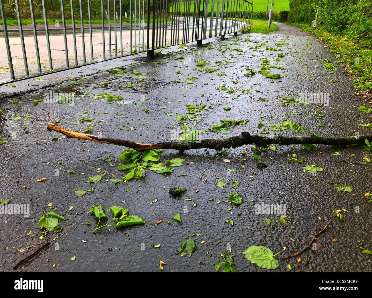 Branches et feuilles sur un trottoir après une tempête - Image de stock capturée avec un smartphone