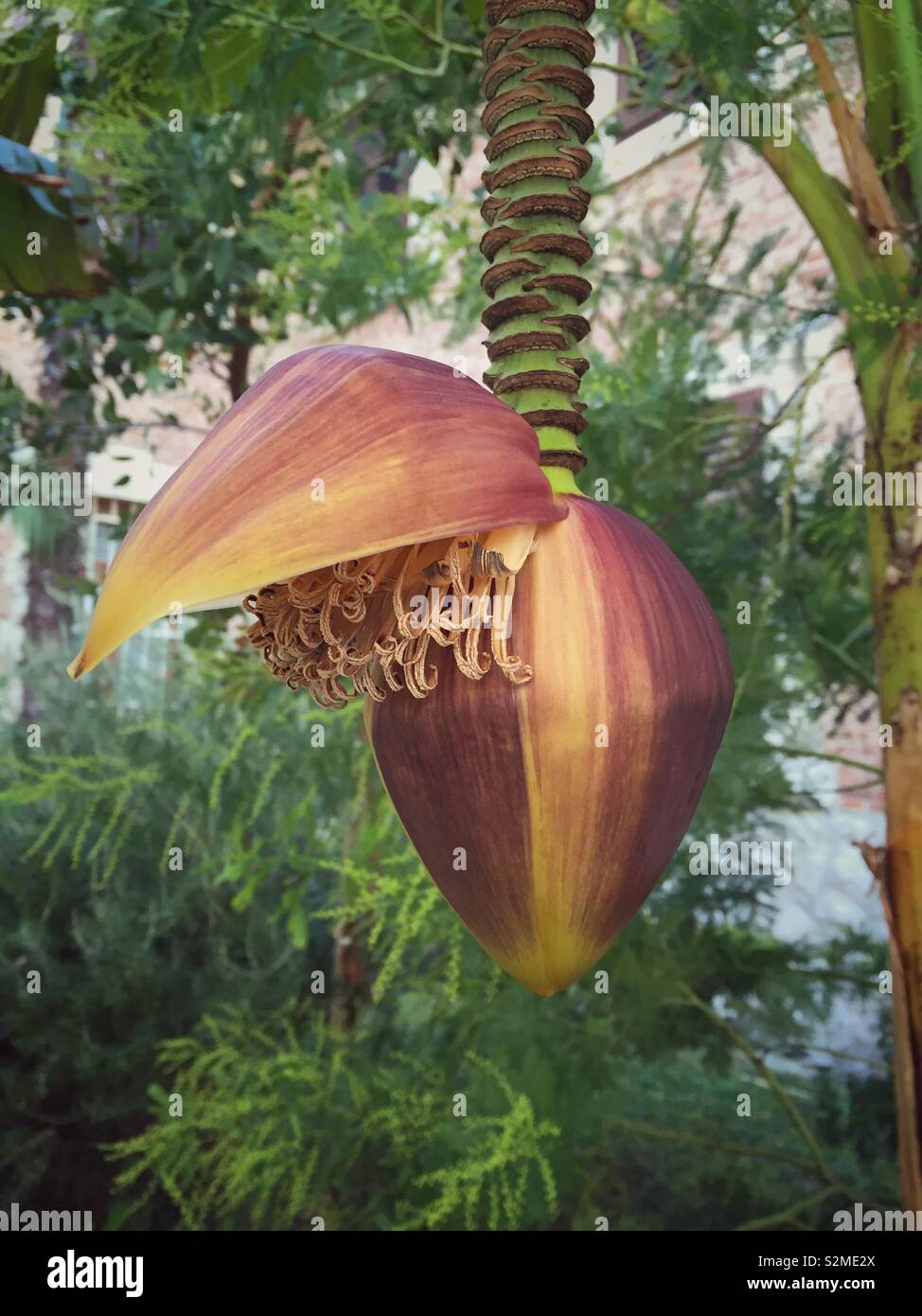 Fleur de bananier pendaison de bananier - Image de stock capturée avec un smartphone