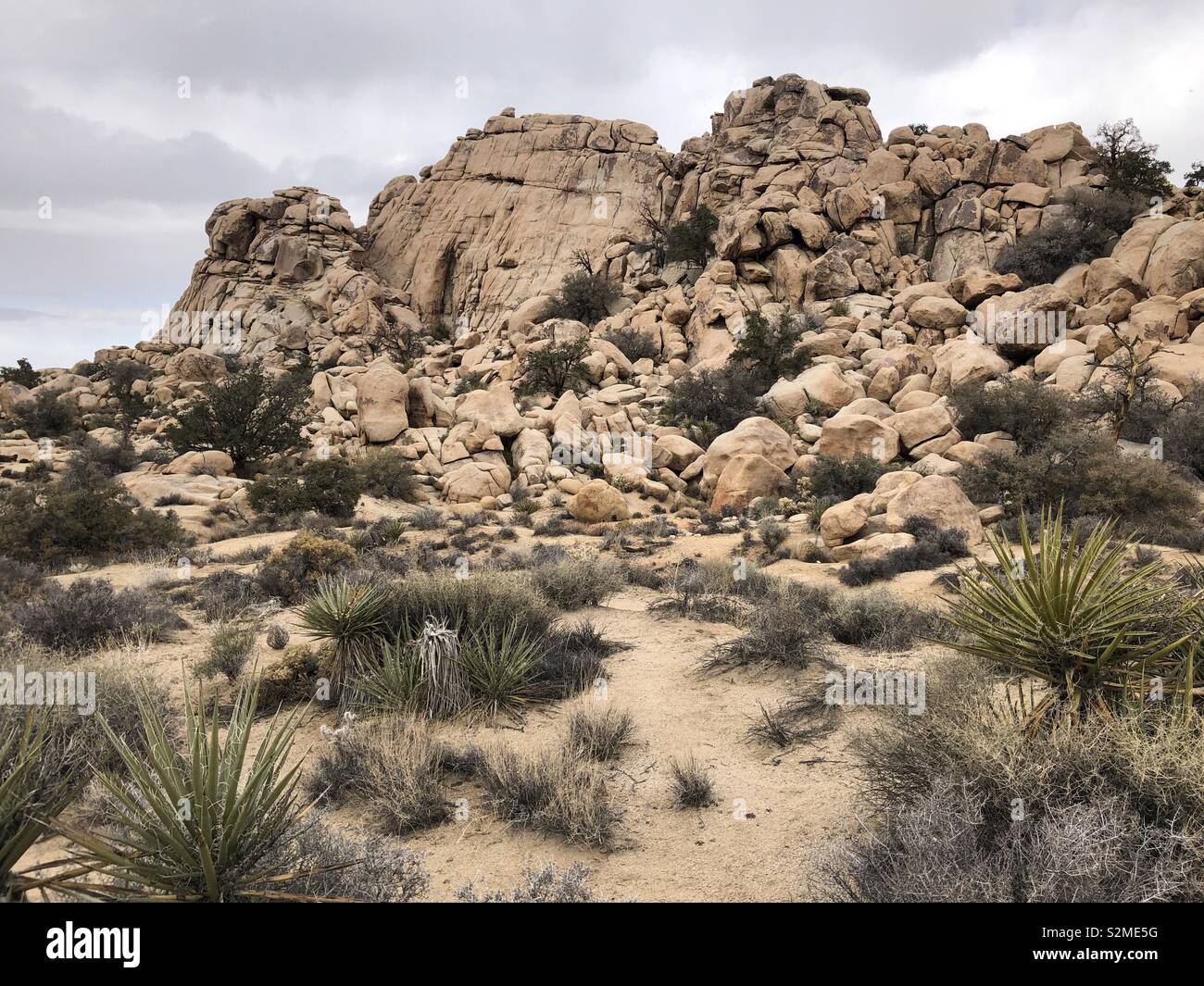 Joshua tree in winter Banque D'Images