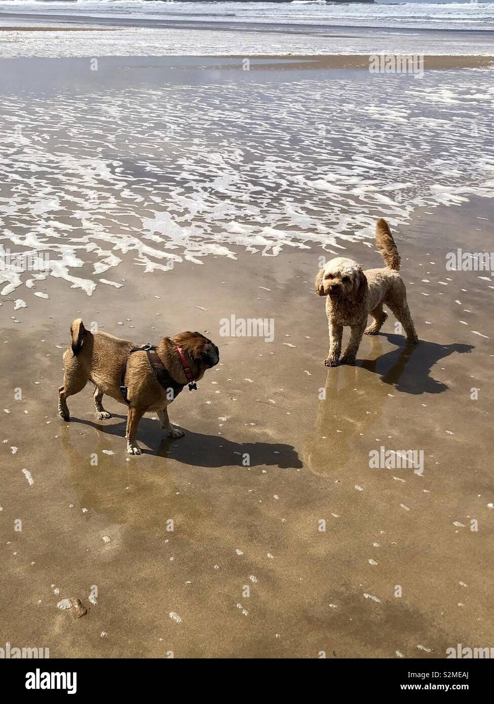 Beach babes Banque d'image et photos - Alamy