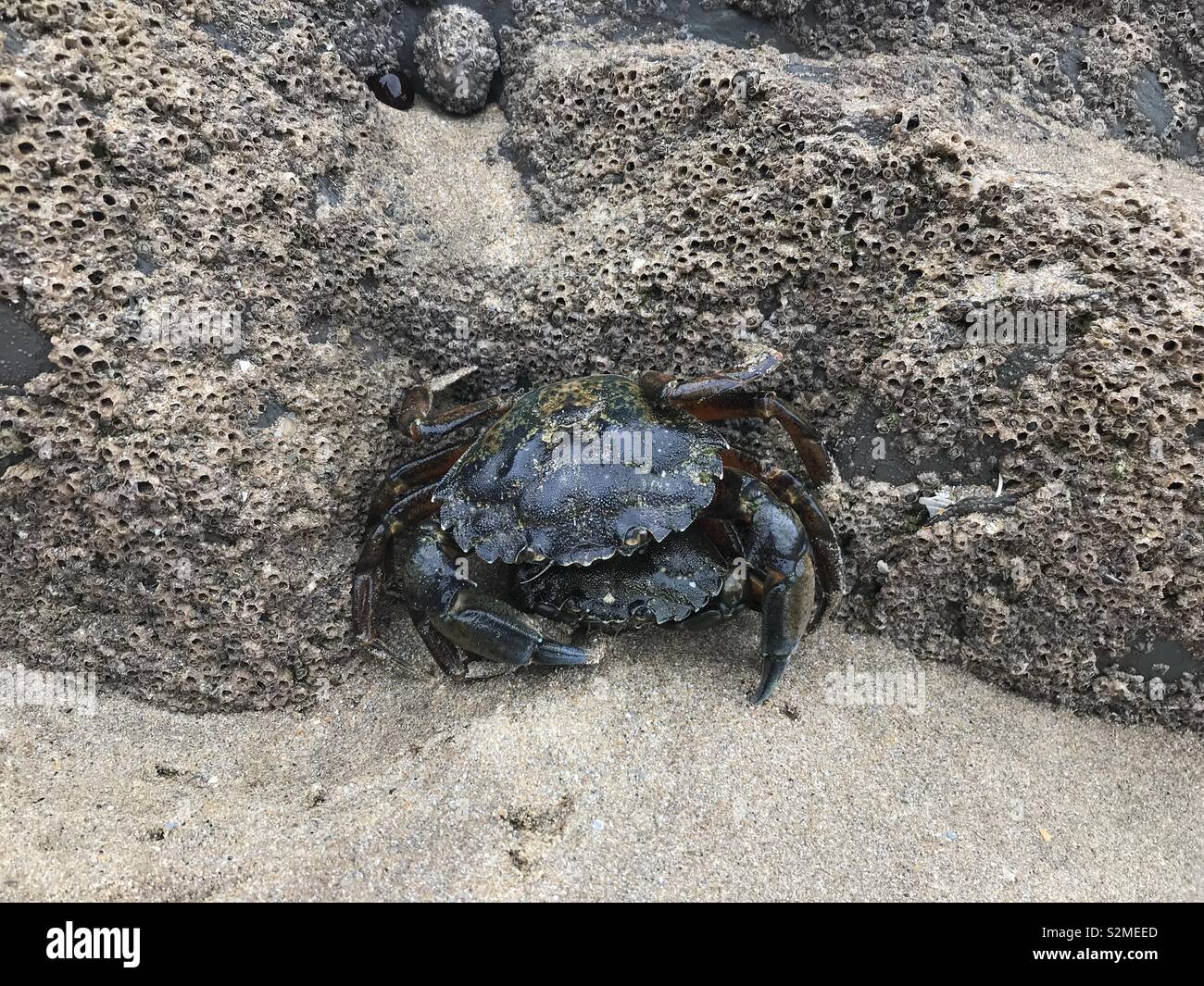 Bebe Crabe Banque D Image Et Photos Alamy Bebe Crabe Banque D Image Et Photos Alamy