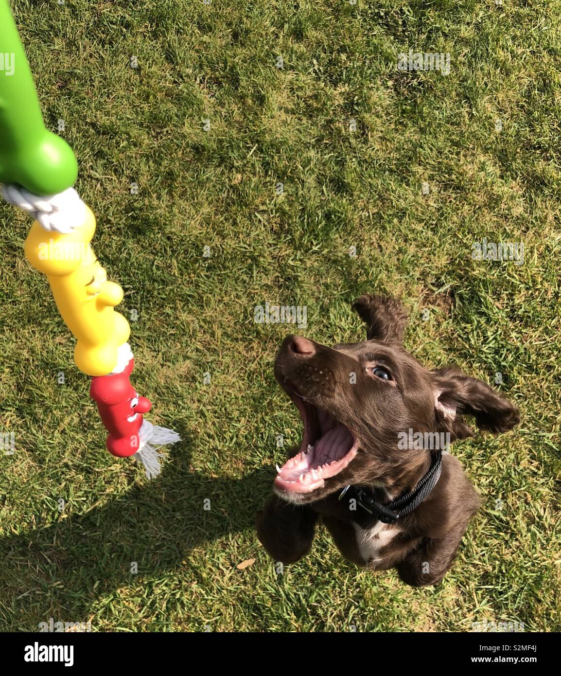 Sprocker chien et son jouet Banque D'Images