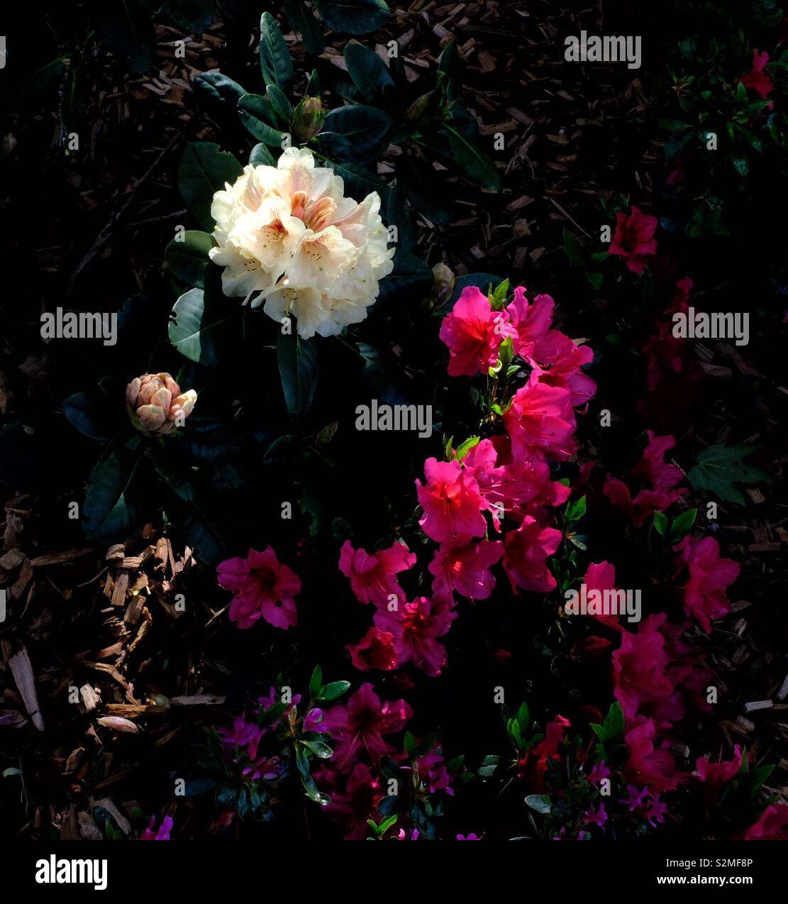 Rhododendron ensoleillée Banque D'Images