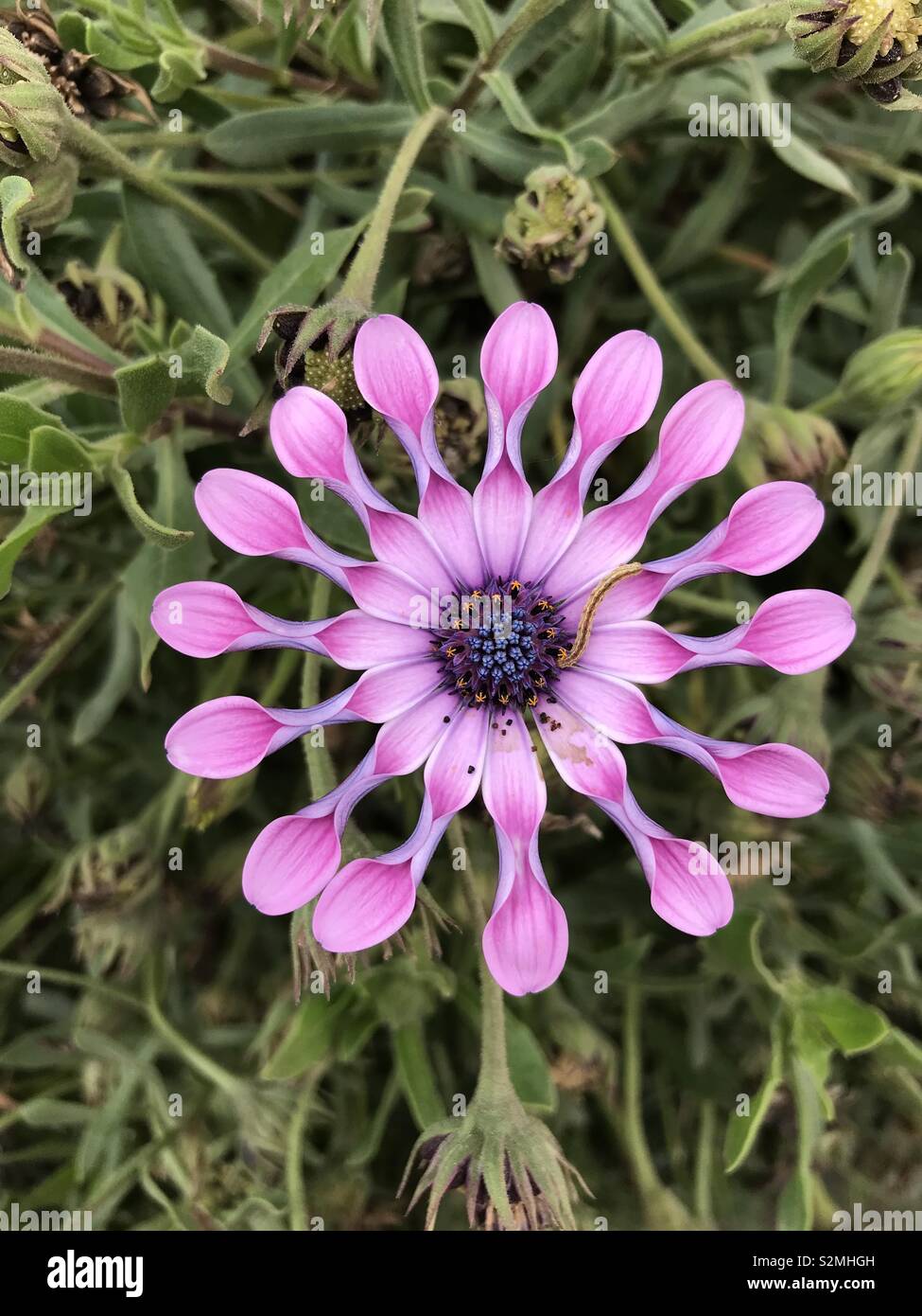 African daisy Banque D'Images