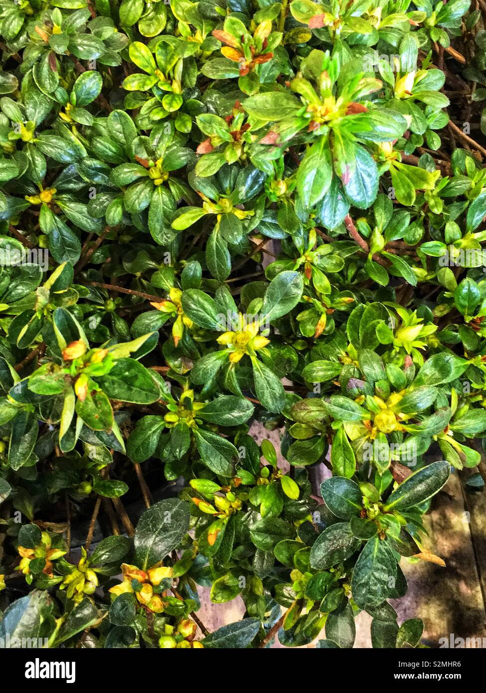 Azalea bush vert plein de bourgeons prêts à éclore. Banque D'Images