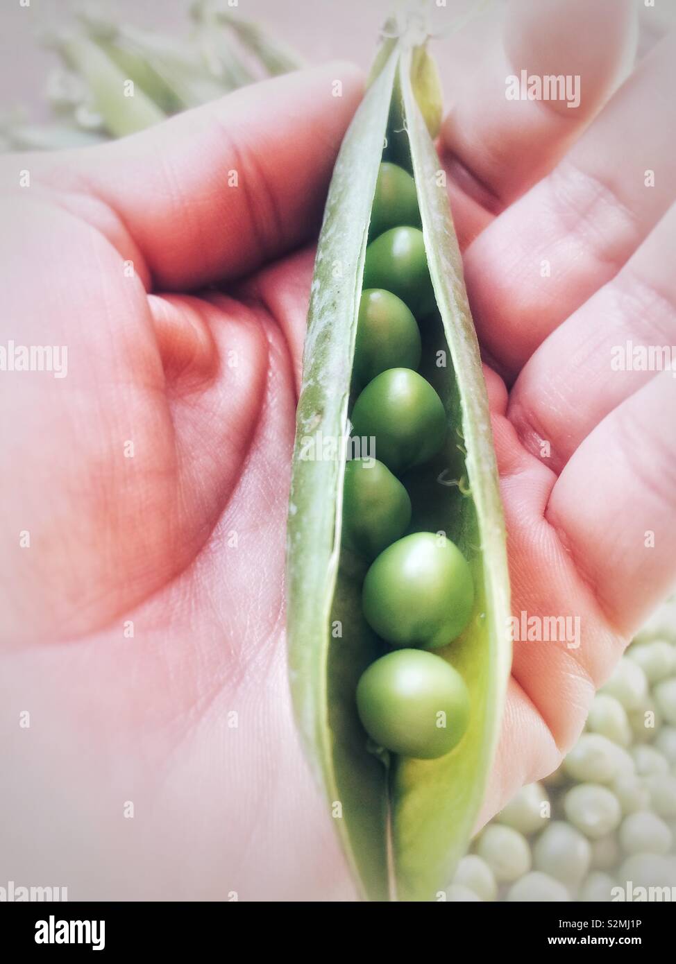 Hand holding green pea Banque D'Images