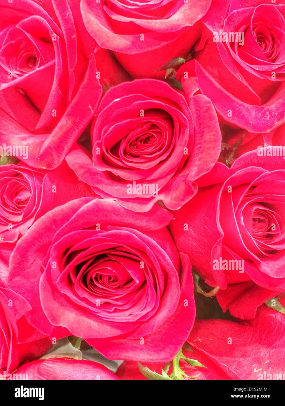 Gros plan plein cadre d'un bouquet de roses rouges en pleine floraison. - Image de stock capturée avec un smartphone