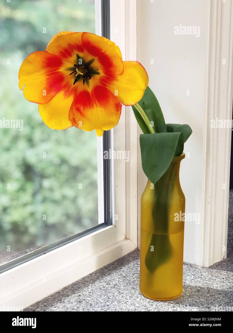 Une tulipe jaune dans un vase jaune. Banque D'Images