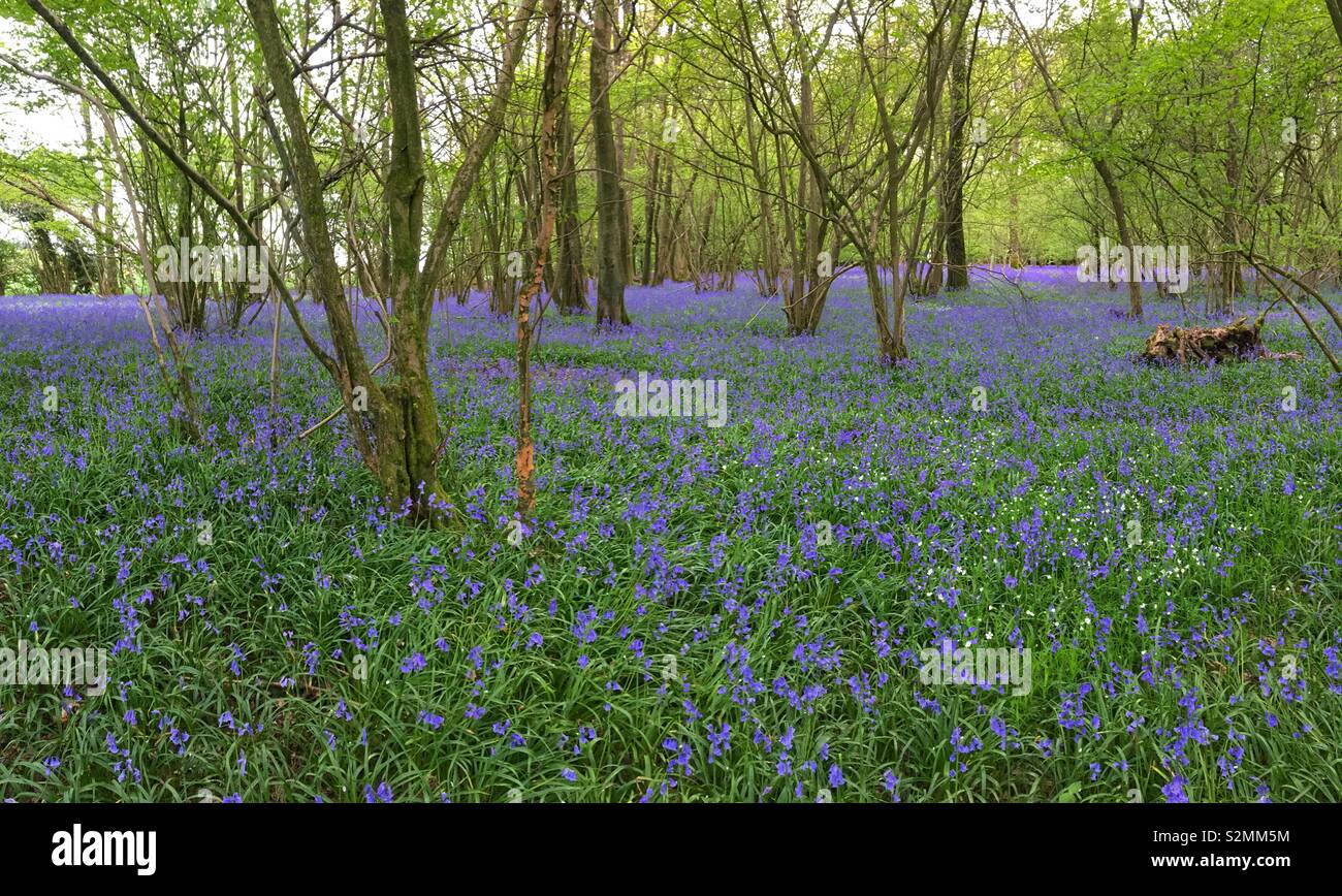 Bois Bluebell, Medstead, Alton, Hampshire, Angleterre, Royaume-Uni. Banque D'Images