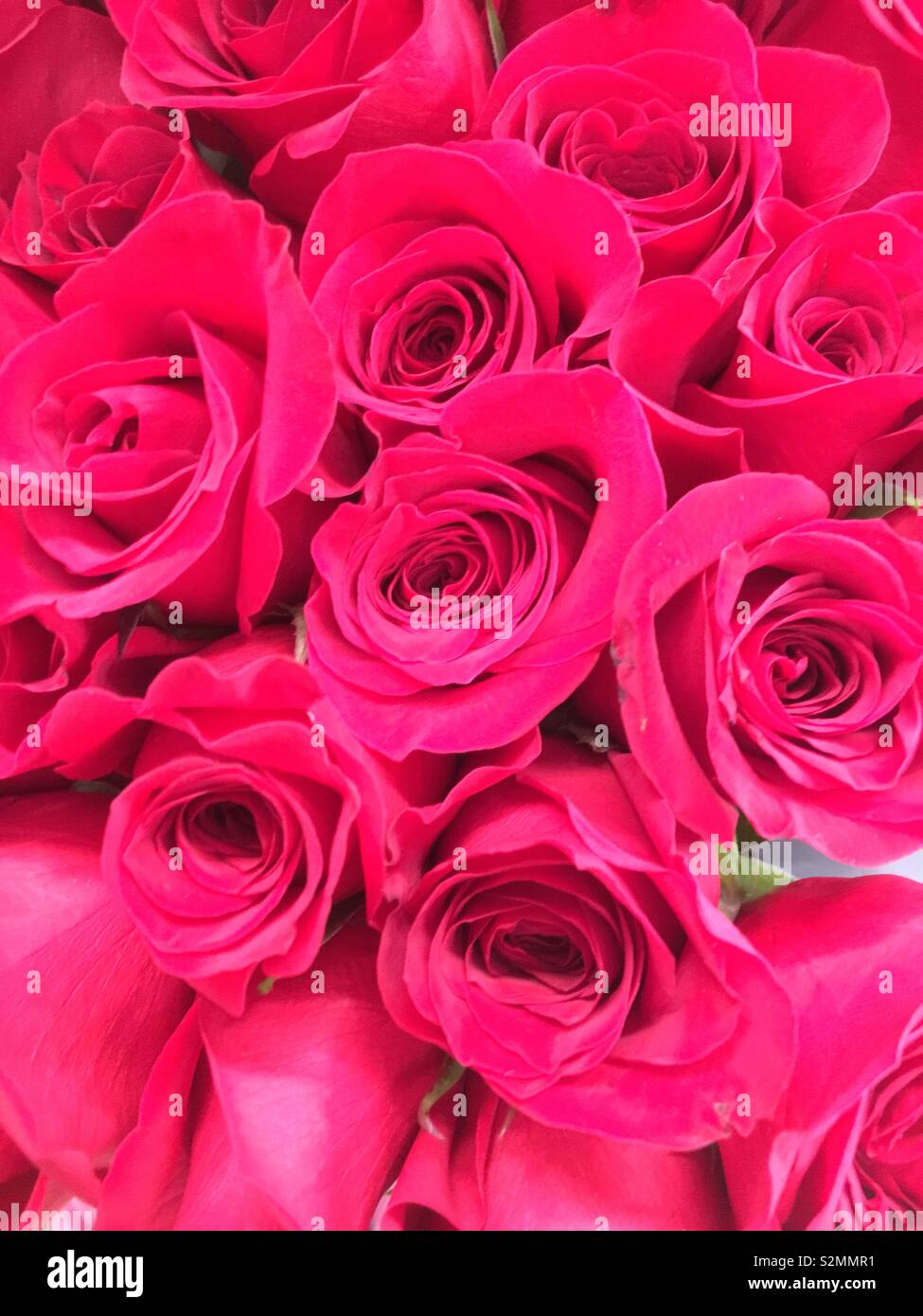 Bouquet de belles roses rouges en pleine floraison - Image de stock capturée avec un smartphone