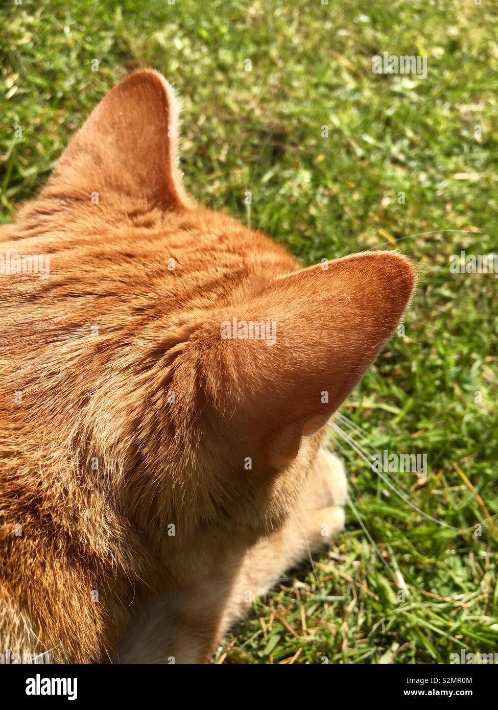 Ginger tabby cat isolé sur une pelouse Banque D'Images
