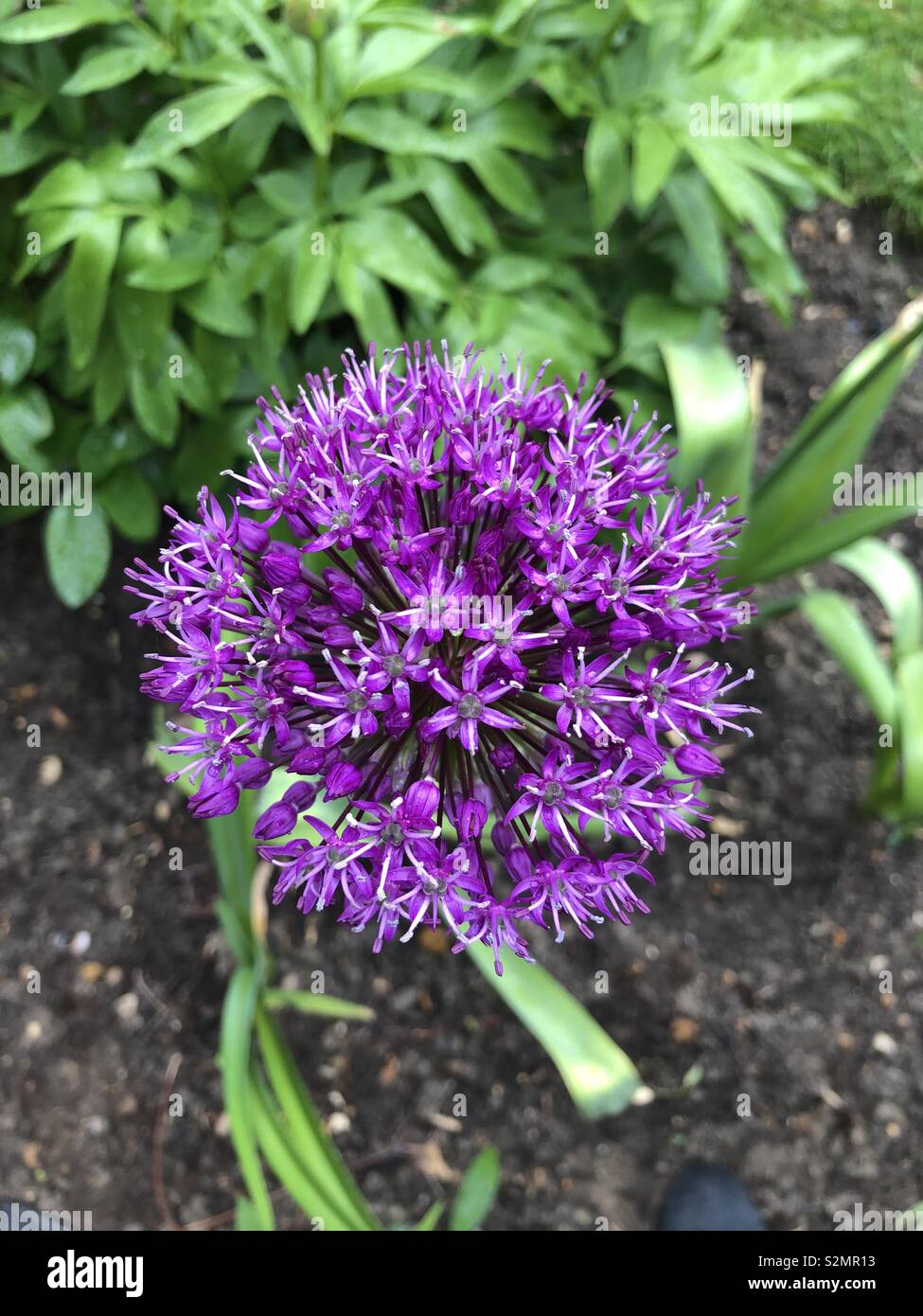 Fleur Allium - Image de stock capturée avec un smartphone