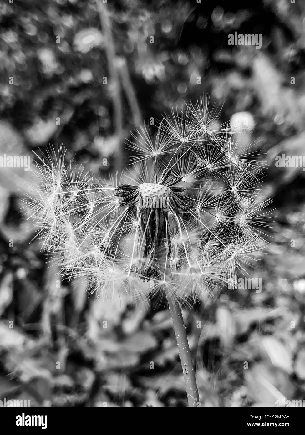Le pissenlit graines horloge Banque D'Images