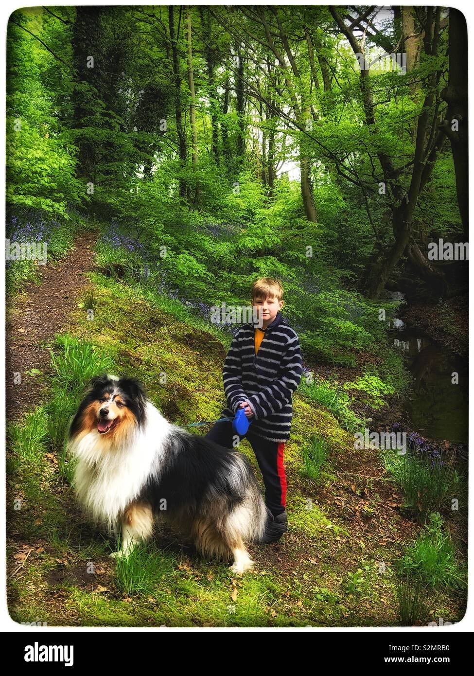 Un garçon et son chien sur un bois à pied Banque D'Images