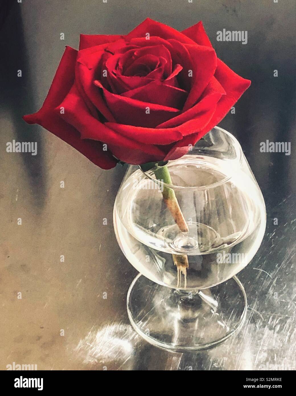 Rose rouge dans un verre de brandy, sur une table en métal Banque D'Images