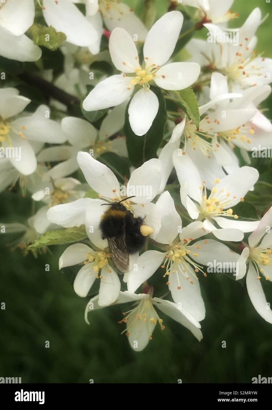 Bumblebee sur blanc fleurs de printemps Banque D'Images