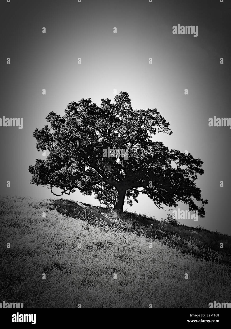 Oak tree on hillside en noir et blanc Banque D'Images