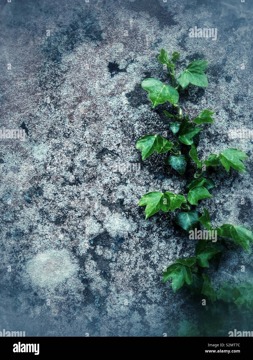 Lierre sur vieux mur couvert de lichens traitée numériquement avec ton bleu Banque D'Images