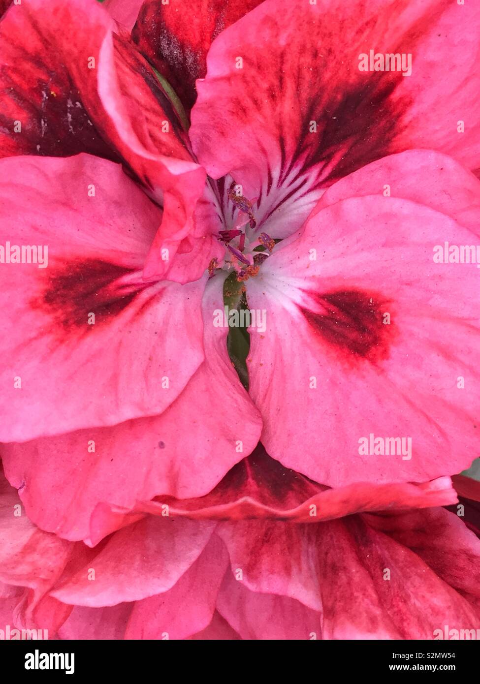 Gros plan plein cadre d'une pansy rose fleur en pleine floraison. Banque D'Images