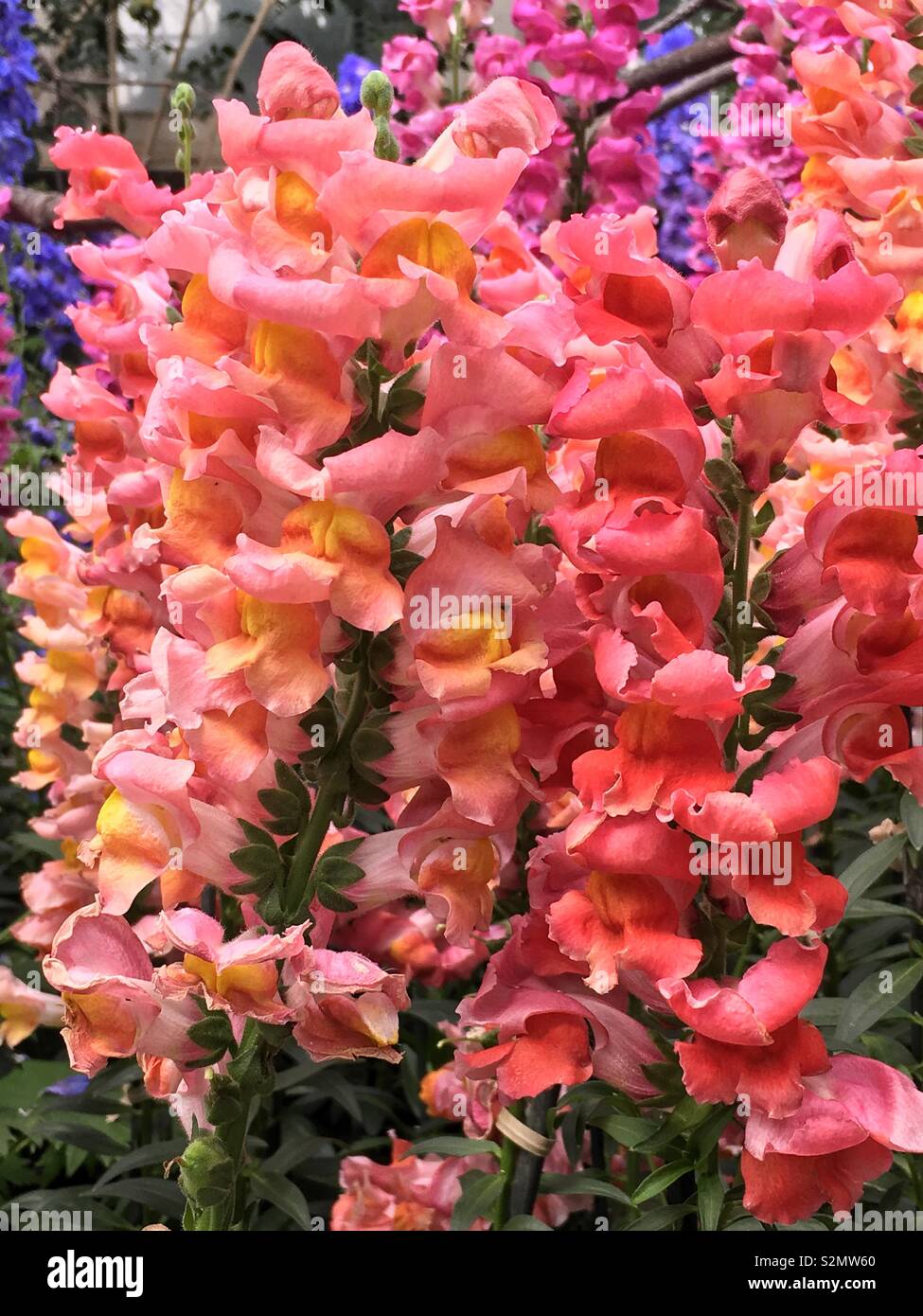 De nombreuses fleurs orange vif snapdragon parfait en pleine floraison. - Image de stock capturée avec un smartphone
